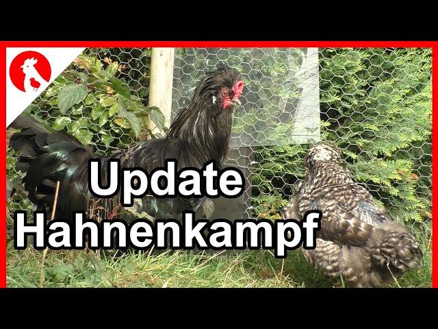 Puschel und Giesela - Update Hahnenkampf   - Jensman and the Huhns