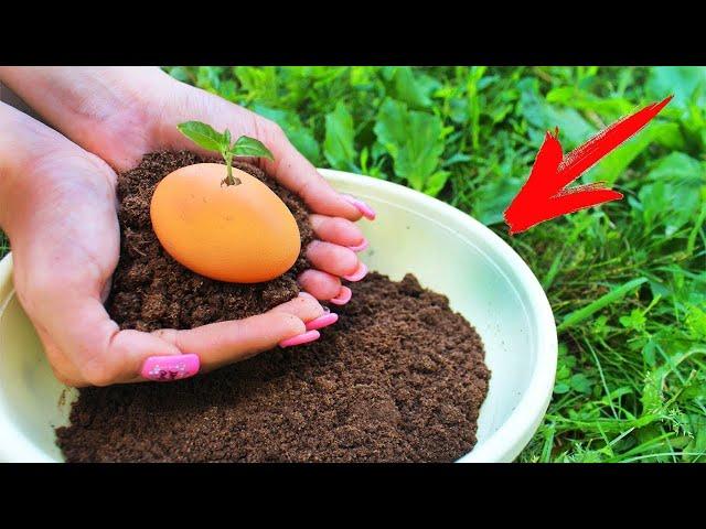 How To Grow An EGG On a Free