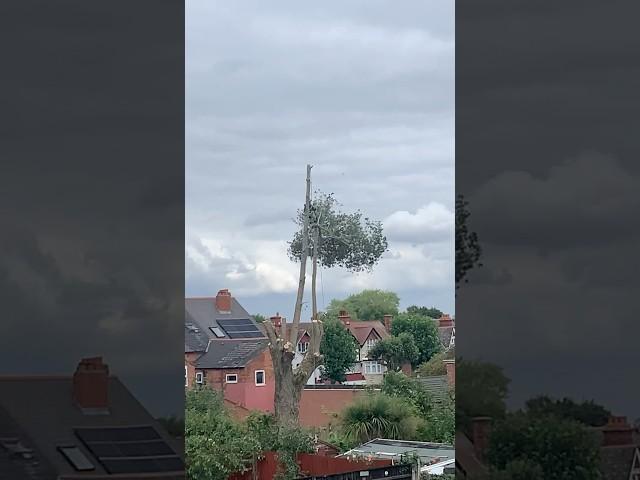 Amazing Tree Surgeon at work || #tree #tree surgery #2024 #shorts