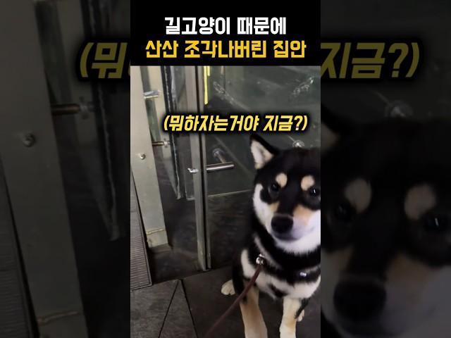 처음보는 고양이에게 주인을 뺏겼다..