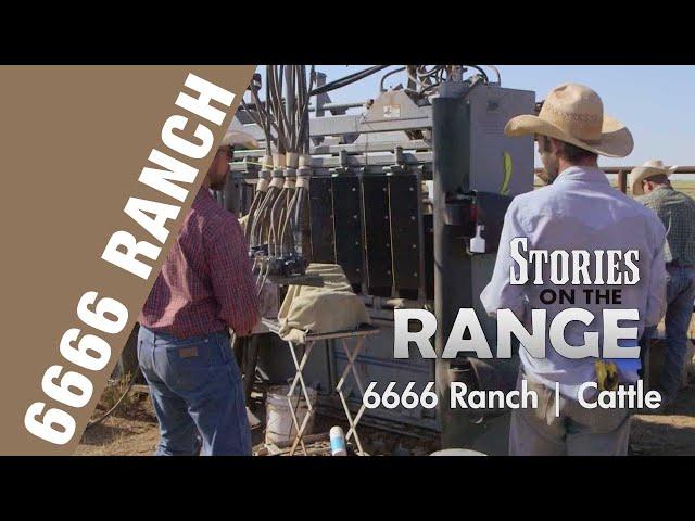 6666 Ranch Cattle Program