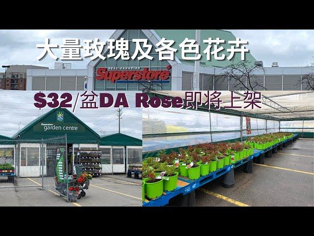 Superstore的苗圃開門了|大量玫瑰及各種花卉|$32的DA Rose即將上架