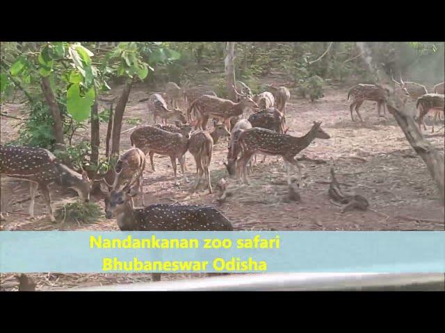 Nandankanan zoo safari Bhubaneswar