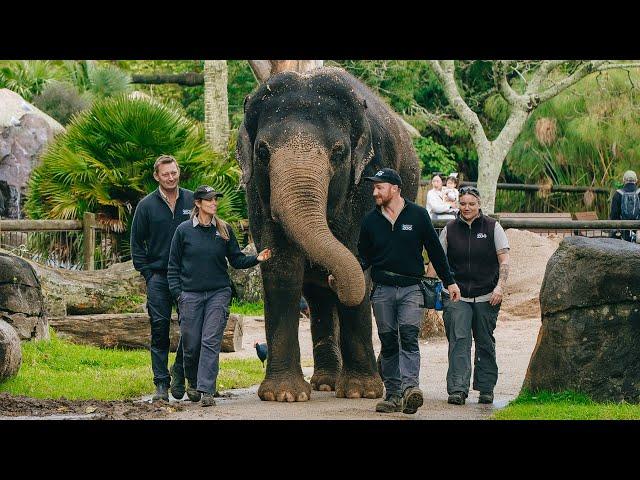 Asian elephant Burma moves to Australia