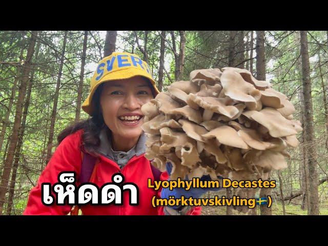 เห็ดดำ Lyophyllum Decastes (mörktuvskivling)