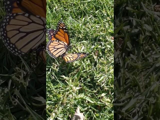 Butterfly Looooove |   #shorts  #valentinesday #monarchbutterfly #flutterby #entomology #nature