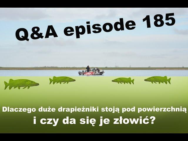 Q&A odcinek 185 - Drapieżniki pod powierzchnią i jak je złowić?