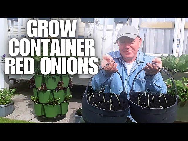 Growing container red onions from seedlings [Container Gardening ]