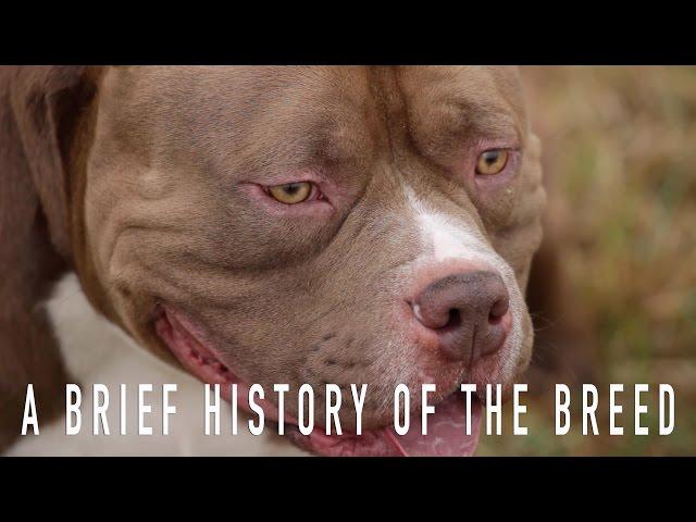 AMERICAN BULLY: A BRIEF HISTORY OF THE BREED