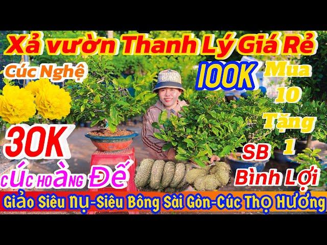 23/11️ 0375655366️Mai vàng giá rẻ 30kgiảo siêu nụ-siêu bông bình lợi-cúc thọ hương-Sài Gòn