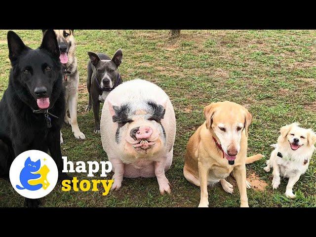 Chowder the Pig: A Dog in a Pig's Body!  | HAPP