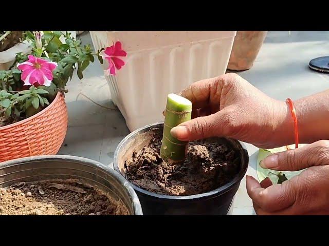 Dieffenbachia Propagation by Cutting || How to multiply Dieffenbachia/Dumb cane