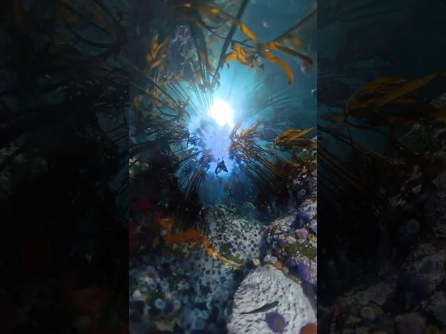 What’s under the ocean? #diving #ocean #insta360x4