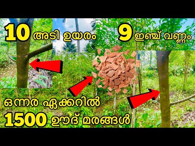 9 ഇഞ്ച് വണ്ണം|10 അടി ഉയരം|ഒന്നര ഏക്കറിൽ 1500 ഊദ് മരങ്ങൾ|മലേഷ്യൻ ബ്രീഡ് ഊദ് തൈകൾ #keralaoudplants