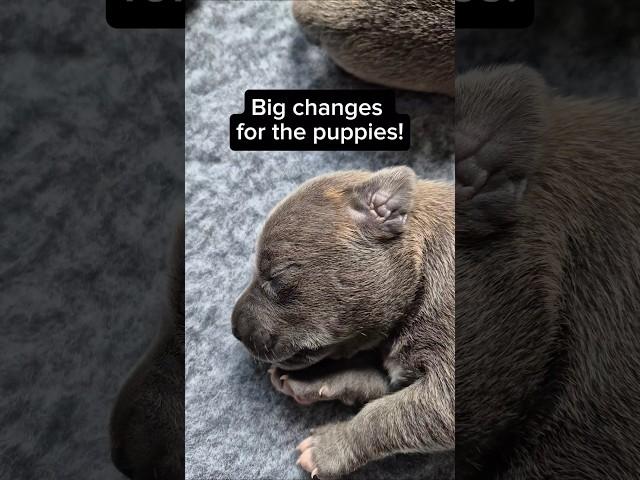 The Puppies Are Growing up!! 