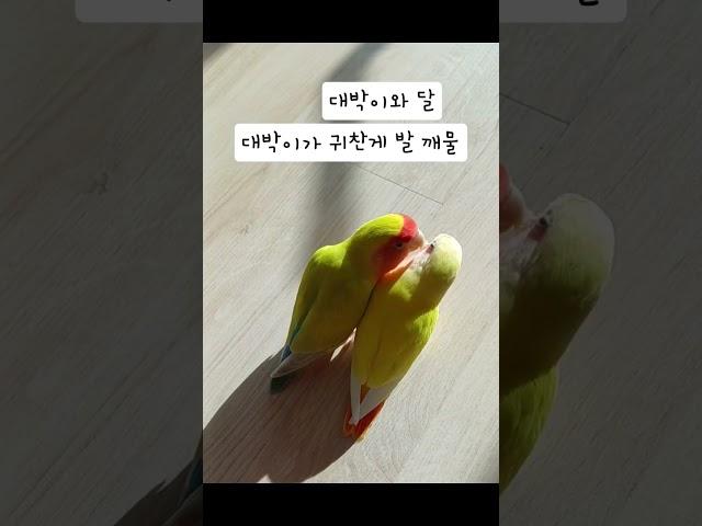 대박이와달 사이좋게 지내    #parrot #모란앵무 #birds #앵무새 #lovebirds #꼬물이들 #사랑스러움 #알콩달콩
