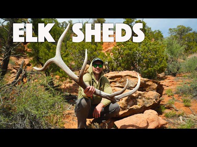 SHED HUNTING 2024 | ELK SHEDS