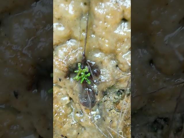 春先のモウセンゴケ自生地です。