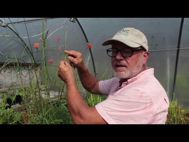 All about Milkweed with CNC