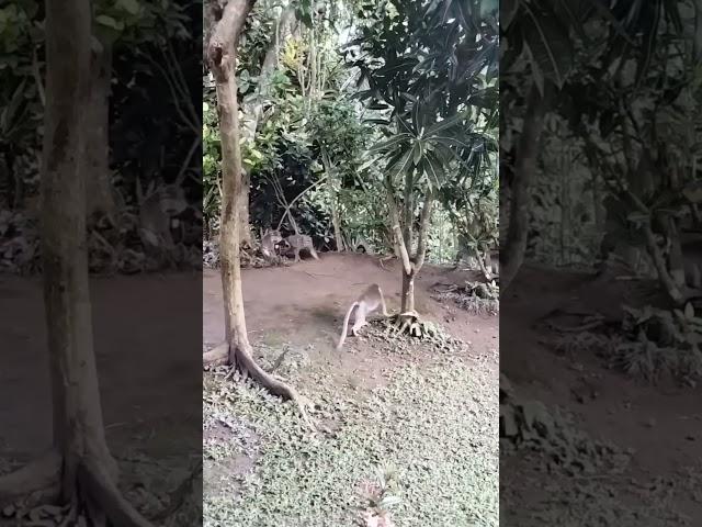 Nature's Playground: Monkeys Savoring Life Beyond the Trees video clip 1