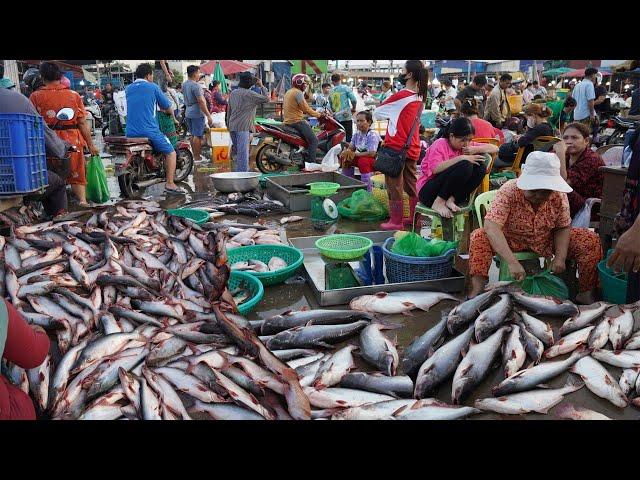 Cambodian Early Morning Fish Market Scene​​​ - Amazing Site Supply Massive Fish, Seafood & More