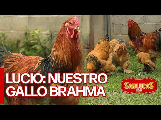 EL GALLO LUCIO Y SUS TRES NOVIAS | Granja San Lucas