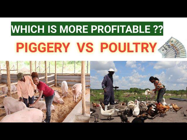 PIGGERY Vs POULTRY FARMING!