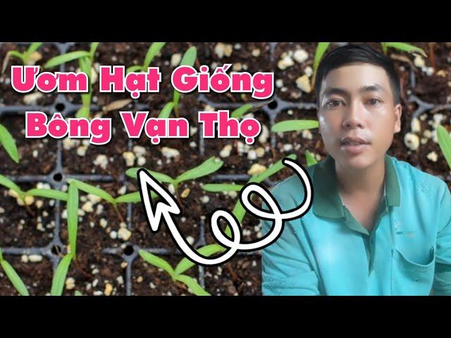 cách ươm hạt giống bông vạn thọ tết