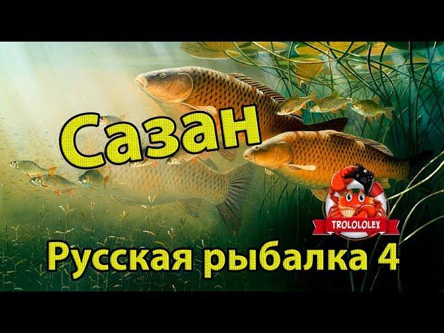 Русская рыбалка 4 Сазан