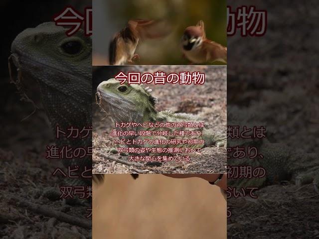 体長は約2 5m、身体の幅はヒトと同じぐらい、地下の洞窟に住み、ヒトを襲って食うムカシトカゲ　＃Short