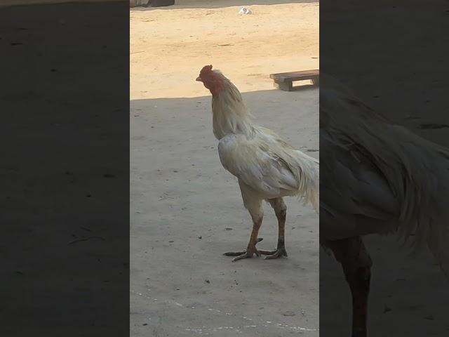 hen funny moment | funny chicks video ||coloured chicks | chicken hen baby part 1 #shorts#hen#viral