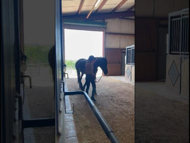 Little barn Vlog!️️️