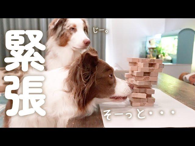 愛犬達とジェンガで勝負したら最高に面白すぎた(笑)【ボーダーコリー・オーストラリアンシェパード】