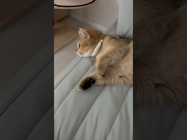 흐느적댄스#cat #고양이 #구름 #cute #cutecat