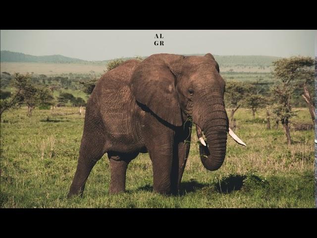 Christos Fourkis - Elephant Story (Original Mix) (AL GRECO PREMIERE)