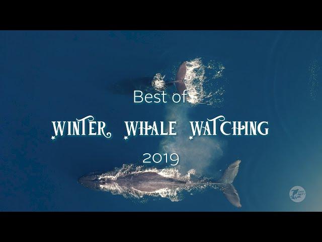 Best of Winter Whale Watching 2019 | Capt. Dave's Whale Watching