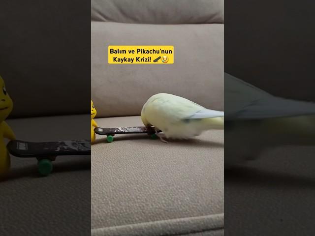 Balım ve Pikachu'nun Kaykay Krizi!  Eğlenceli ve Tatlı Bir Hikaye  #muhabbetkuşu #budgie #pikachu