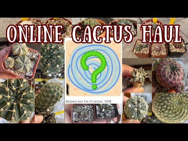 My BIGGEST online bargain #Cactus Haul! #PlantaSeca #planthaul