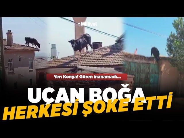 Boğa çatıya çıktı, gören inanamadı!