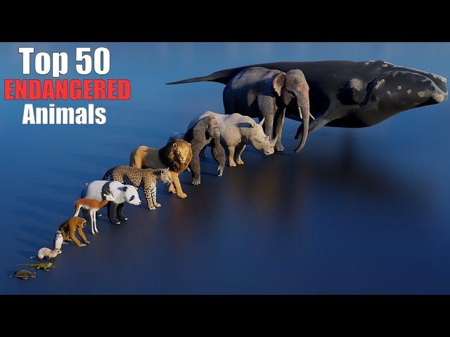 Top 50 Most Endangered Animal: 3D size Comparison Video