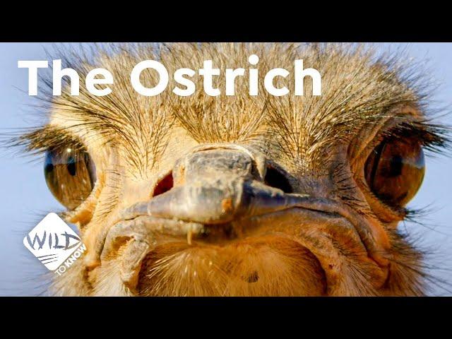 The Ostrich - a Bird with a Penis  | Wild to Know