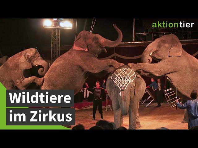 Spaß im Zirkus ohne Wildtiere (aktion tier-Kampagne)