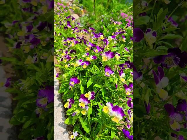 #꽃#농장#힐링#없는게  없다#  더워도  꽃 보며 산다~  오늘은 엄청 시원 합니다~^^
