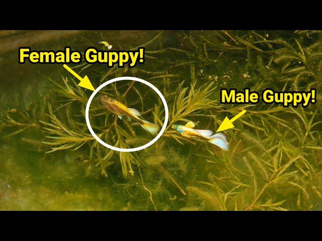 DO NOT IGNORE THIS SIGNS If You have A Pregnant Guppy!!