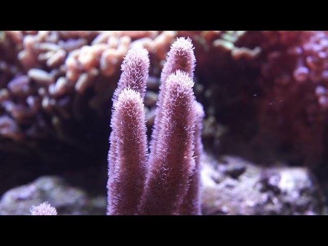 Pulsating Pink Sinularia Finger Leather Coral