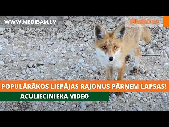 Populārākos Liepājas rajonus pārņem lapsas! Aculiecinieka video