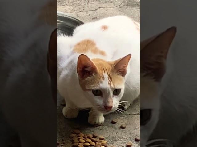 Pregnant don’t worry… just eat #stray #cat  #guest …