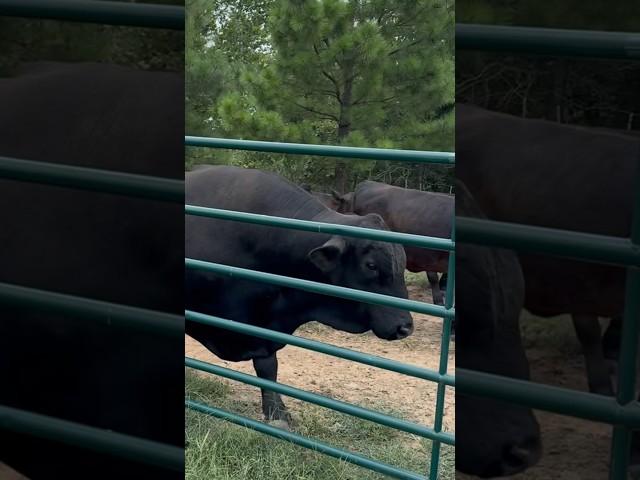 The funny thing about cattle! #ranch #cow #brangus #bull #cow #animals #shortsfeed #shorts