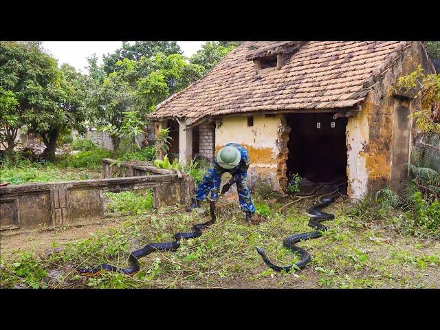 EMERGENCY clean up an abandoned house that is a SNAKE shelter, making neighbors afraid