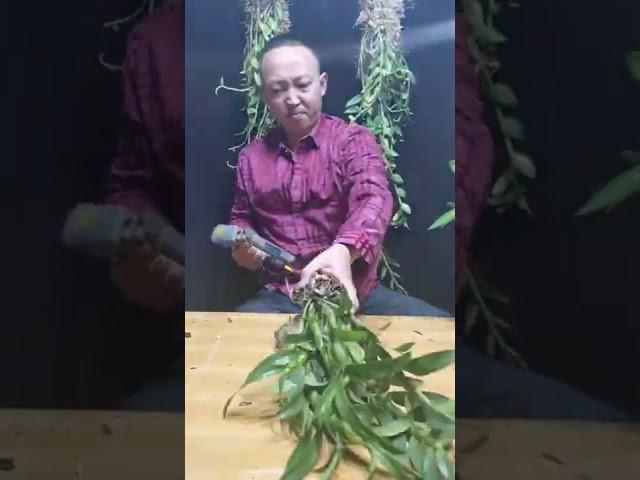 How amazing to grow orchids propagate plant fast and easy #2921